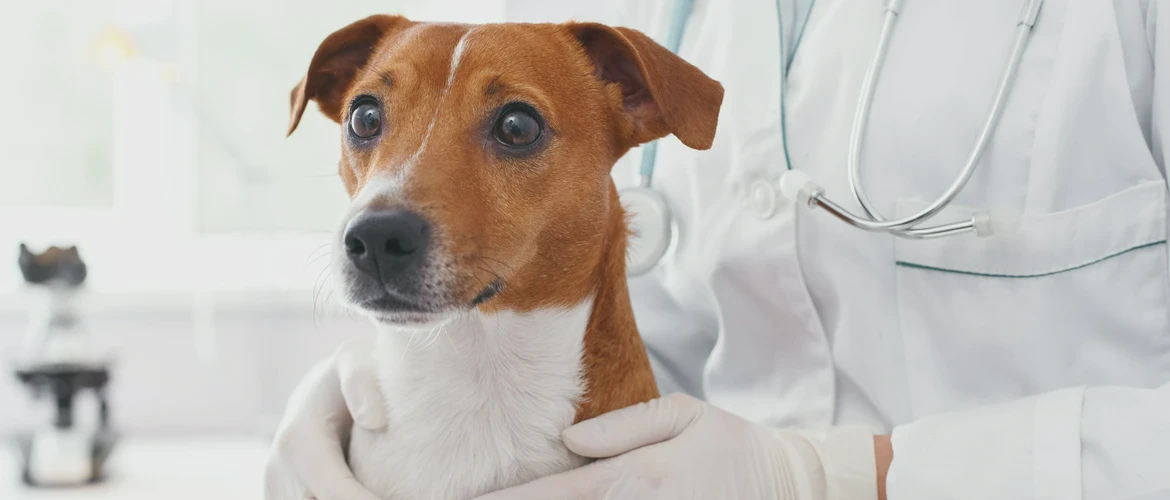 biało brązowy pies z&nbsp;dużymi oczami