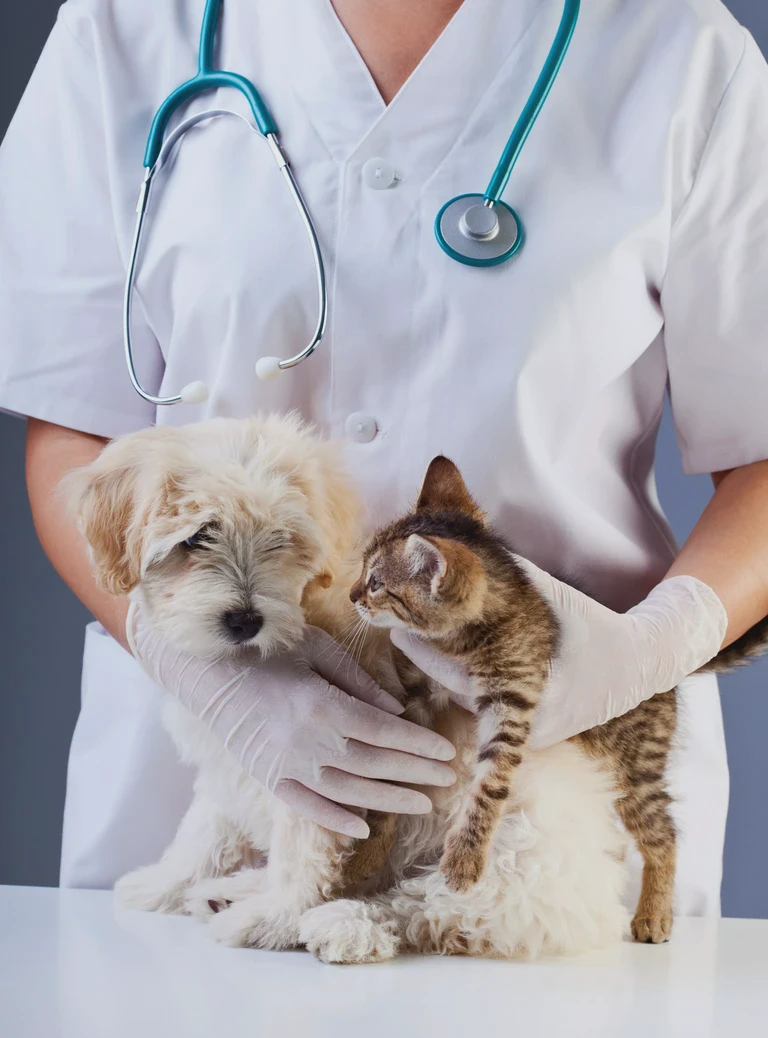 pies i&nbsp;kot w&nbsp;rękach lekarza