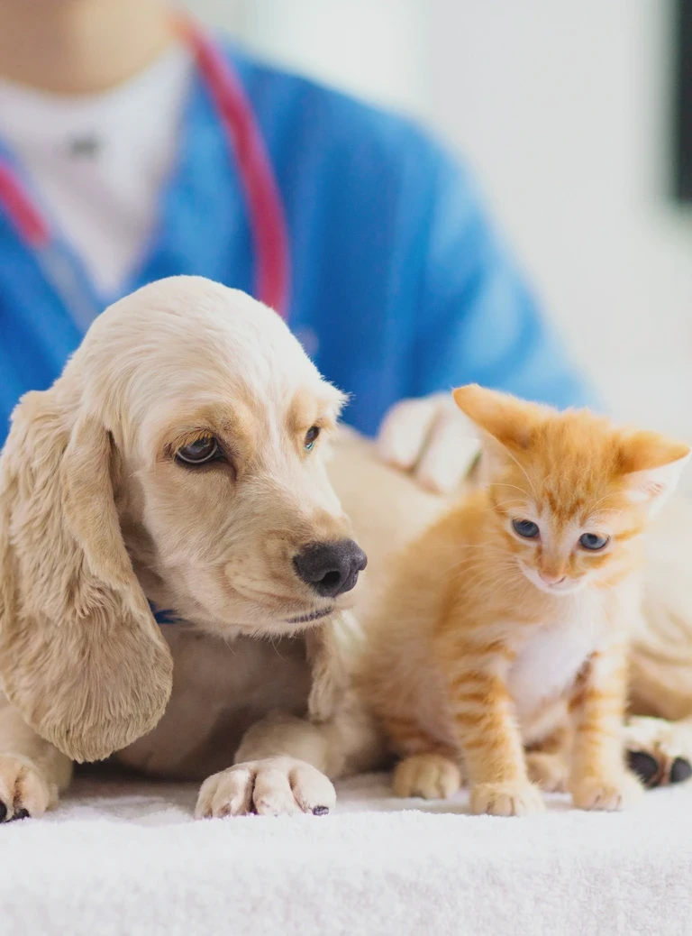 mały kotek i&nbsp;piesek z&nbsp;lekarzem