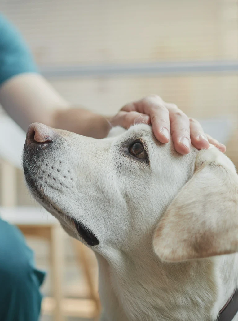 pies patrzący na&nbsp;lekarza